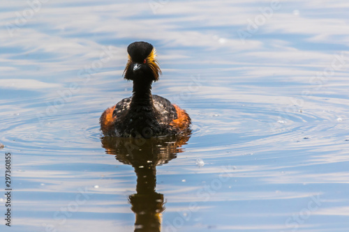 Obraz na płótnie Black-necked grebe (Podiceps nigricollis) w salonie