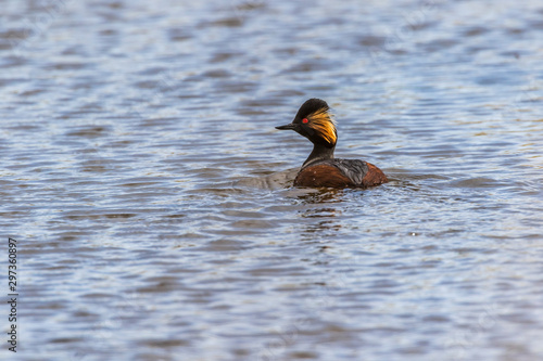 Obraz na płótnie Black-necked grebe (Podiceps nigricollis) w salonie