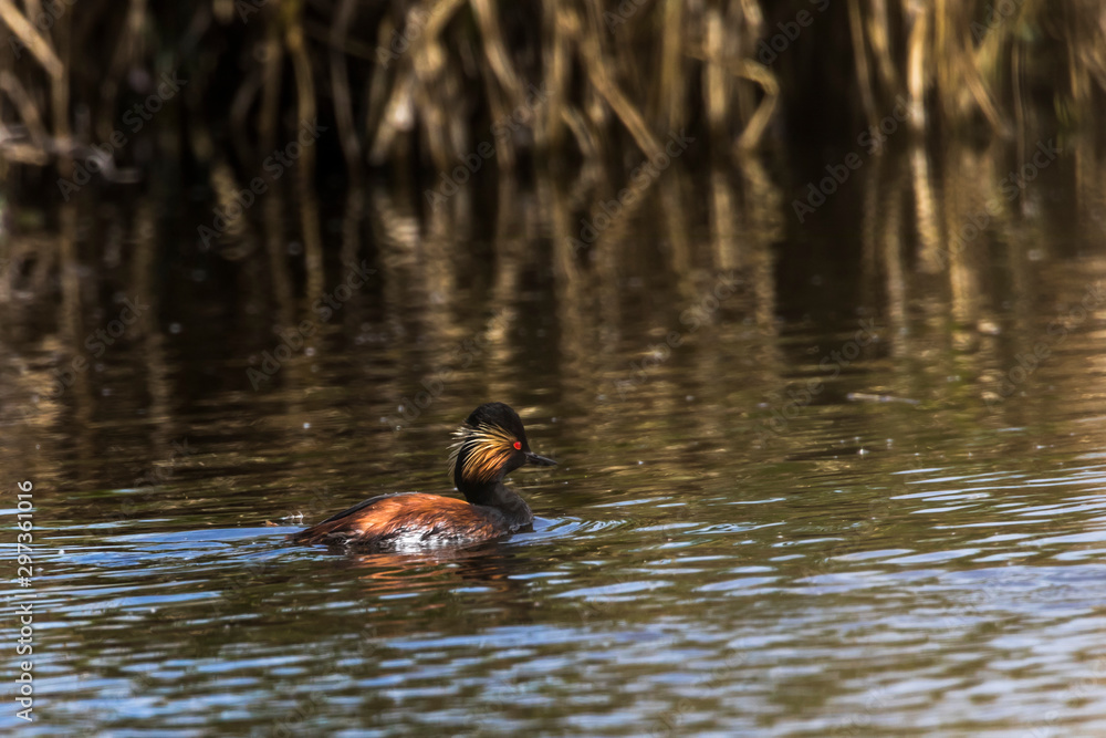Black-necked grebe (Podiceps nigricollis)