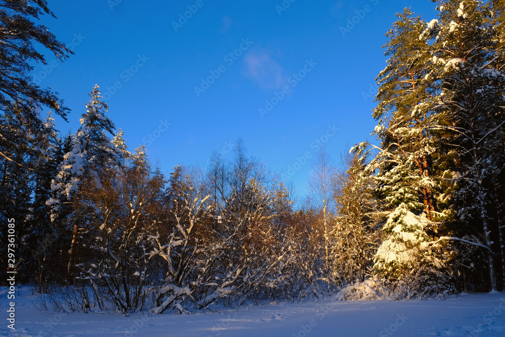 Fototapeta premium Landscape, Winter snowy forest on a sunny day