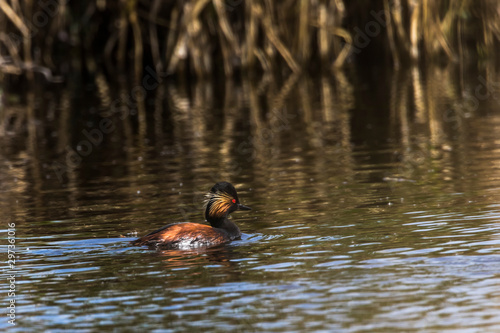 Obraz na płótnie Black-necked grebe (Podiceps nigricollis) w salonie