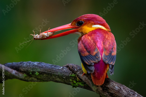 Fototapeta Rufous-backed kingfisher