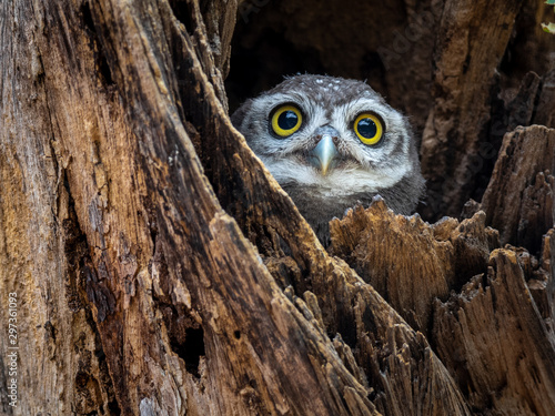 Spotted Owlet © TLN