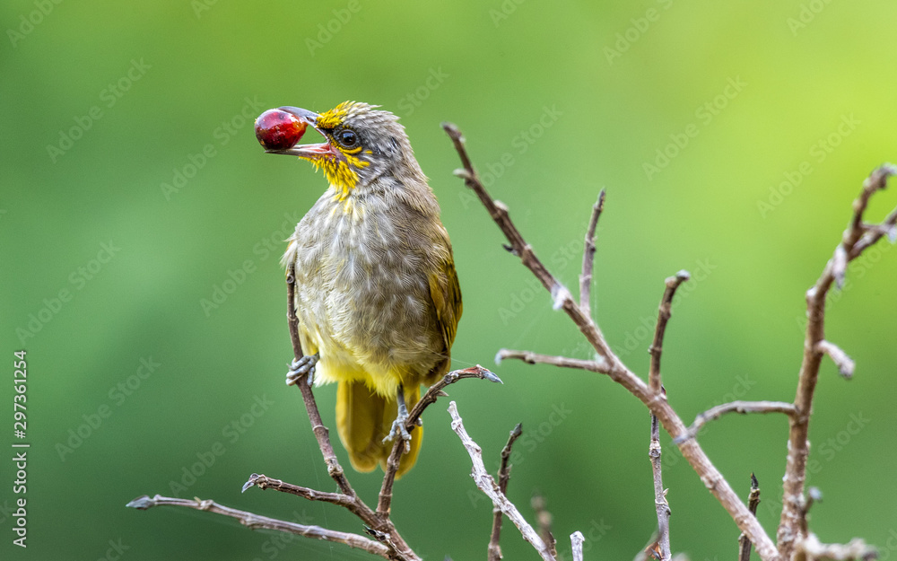 Stripe-throated bulbul with a berry Stripe-throated bulbul with a berry