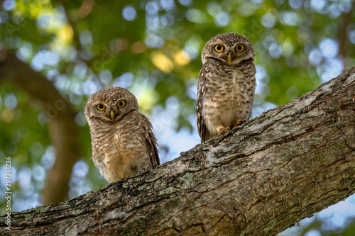 A pair of Spotted owlet