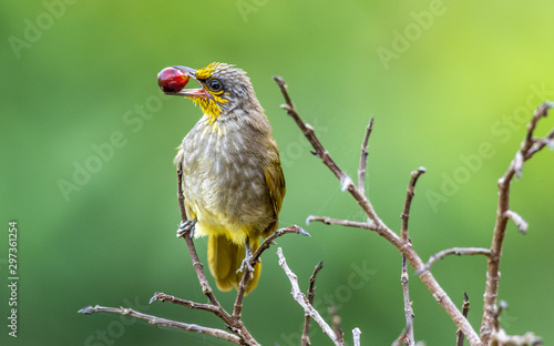 Photography Stripe-throated bulbul with a berry
