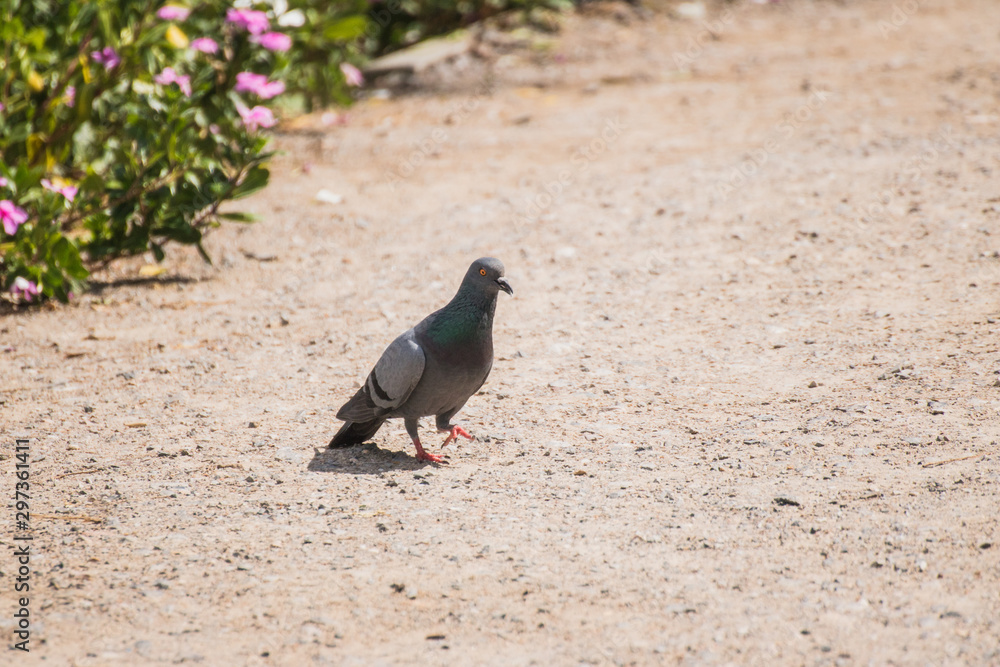 Obraz premium pigeon on a rock