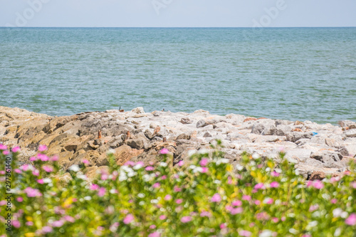 flowers on the beach