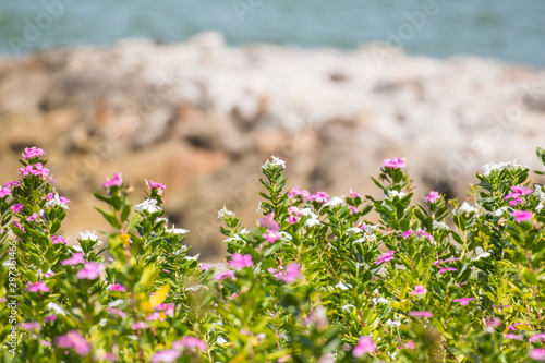 flowers on the beach