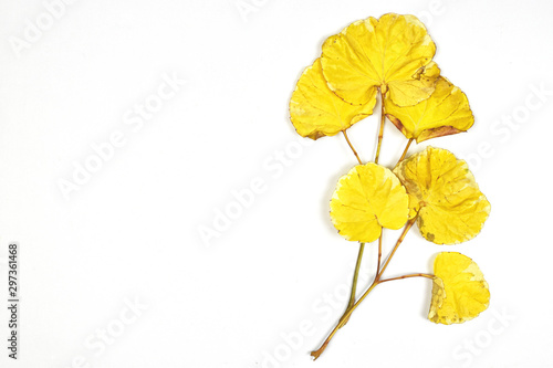 Autumn leaves concept. yellow leaves on white background.