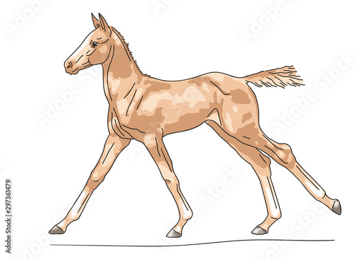 Chestnut foal runs at a canter, vector illustration