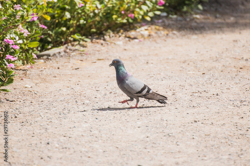 white pigeon