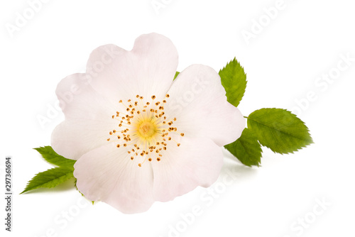 White dog rose