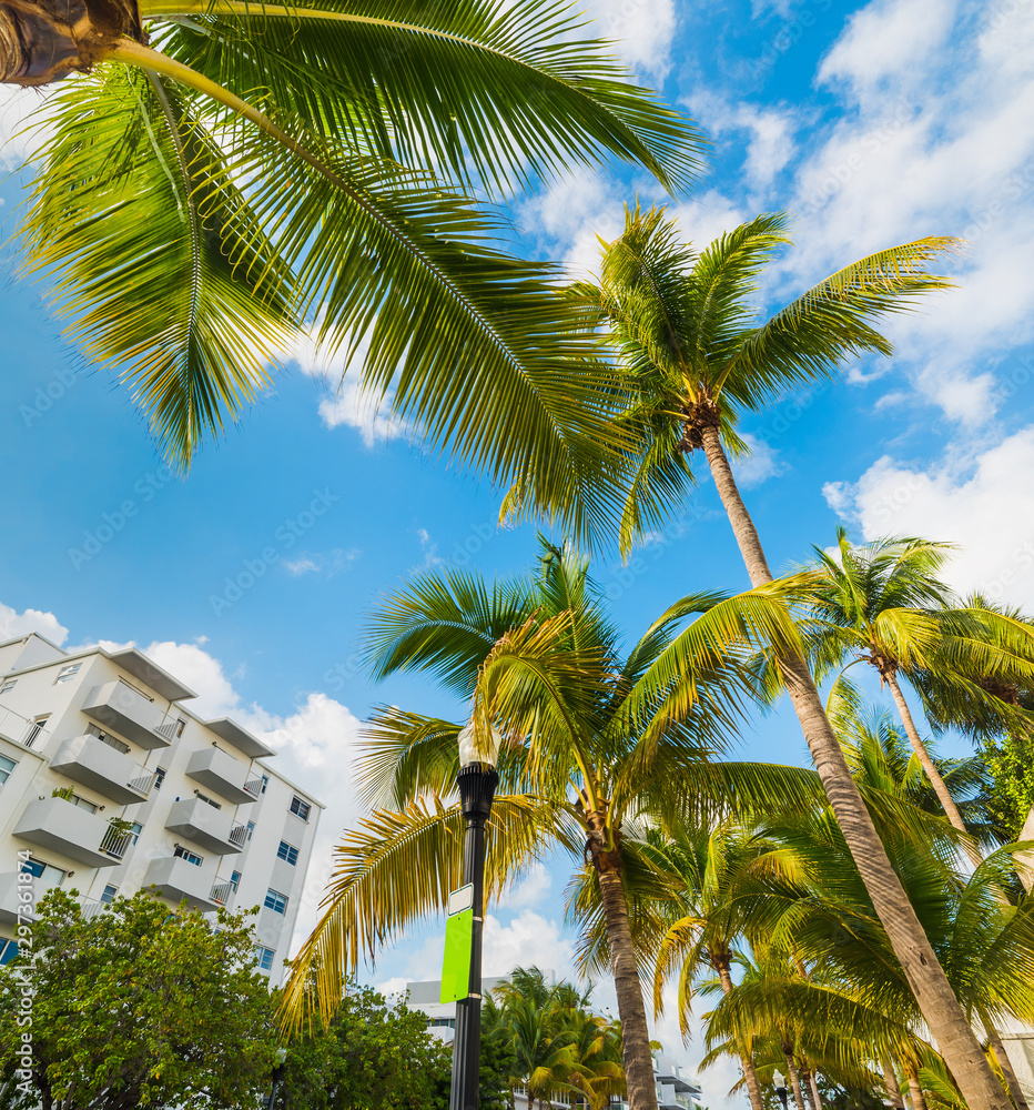 Fototapeta premium Palms and white buildings in Miami Beach