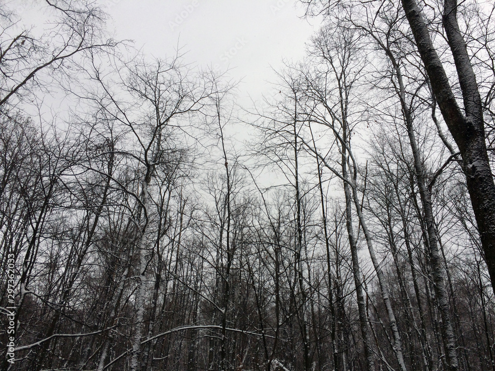 trees in winter trees in winter