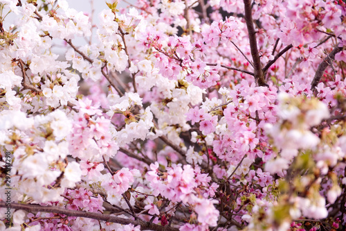 桜 京都