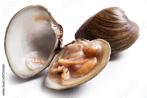 Fotografie, Tablou clams isolated on white background