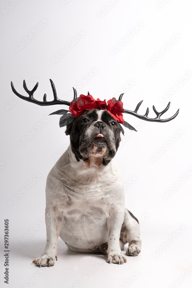 Are Antlers Okay For Bulldogs are-antlers-okay-for-bulldogs