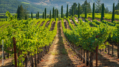 Vineyard Oakville Napa Valley Wine Shot