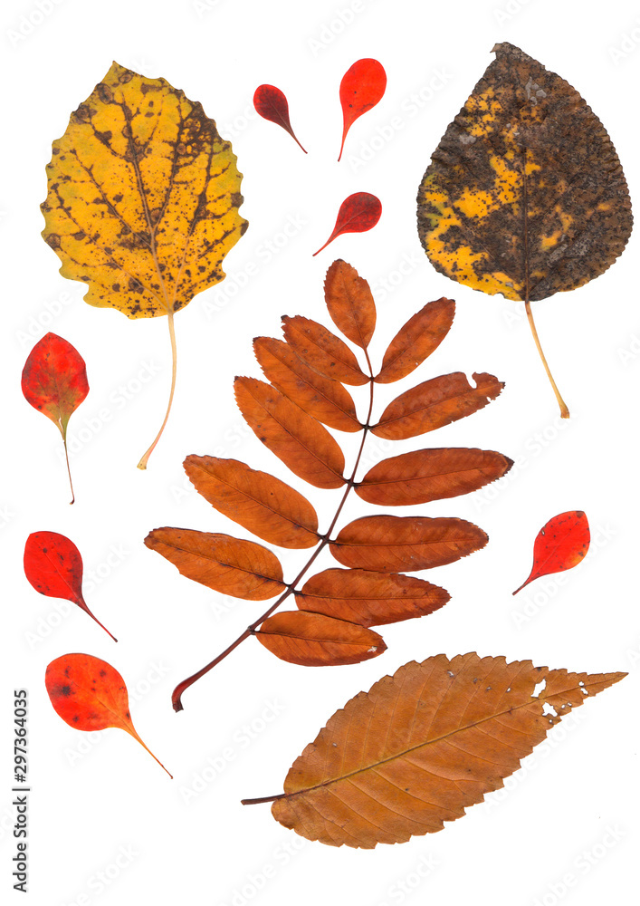 Collection beautiful colorful autumn leaves isolated on white background. Set of red, brown and yellow aspen, poplar, hawthorn, rowan, elm leaves.