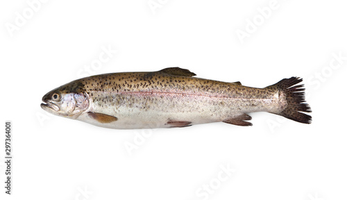 Rainbow trout - Oncorhynchus mykiss - isolated on white