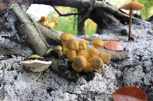 yellow mushrooms