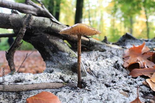mushrooms in the forest