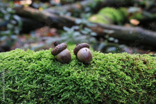 acorn nut