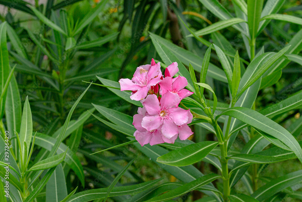 Fototapeta premium pink flower in the garden