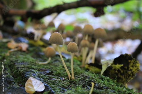 mushroom in the forest