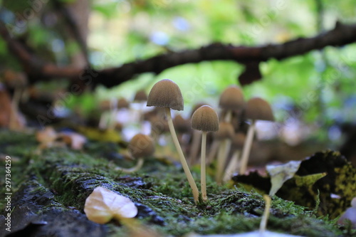 mushroom in the forest