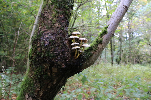 mushroom on tree