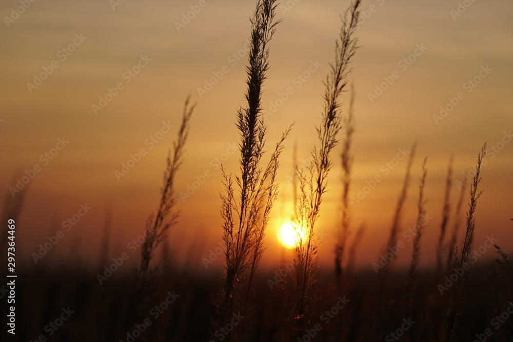 grass seeds at sunset