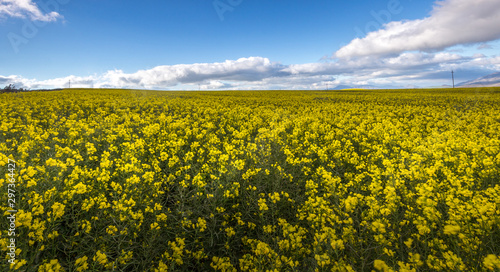 yellow canola field with clouds and blue sky