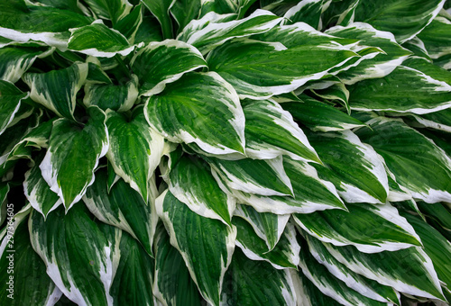 natural background of fresh green leaves with white stripes Hosta flower plan...