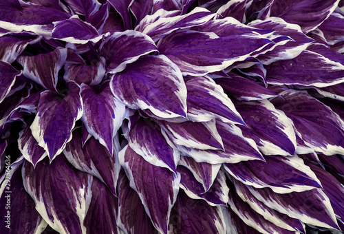 natural background of fresh lilac leaves with white stripes Hosta flower plan...