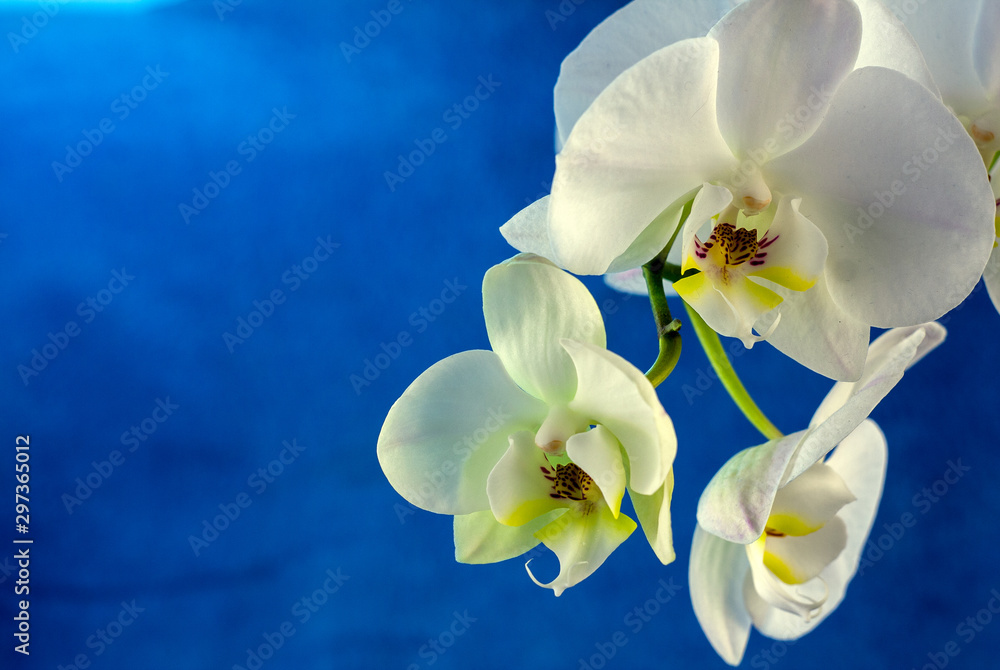 Orchid flower. For registration.Free field for text.The flower shows Orchid flower. For registration.Free field for text.The flower shows