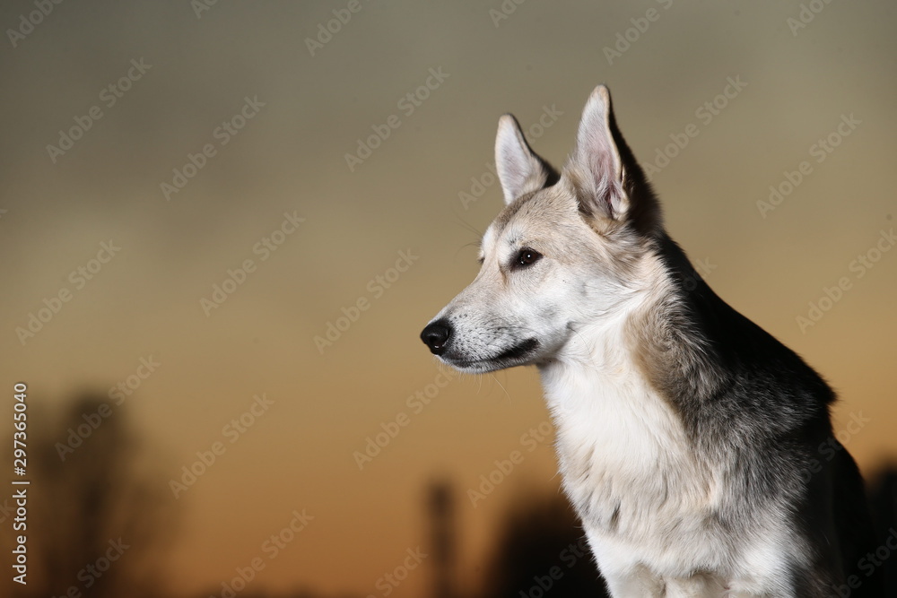 Fototapeta premium Cute mongrel dog at walk on field in sunset
