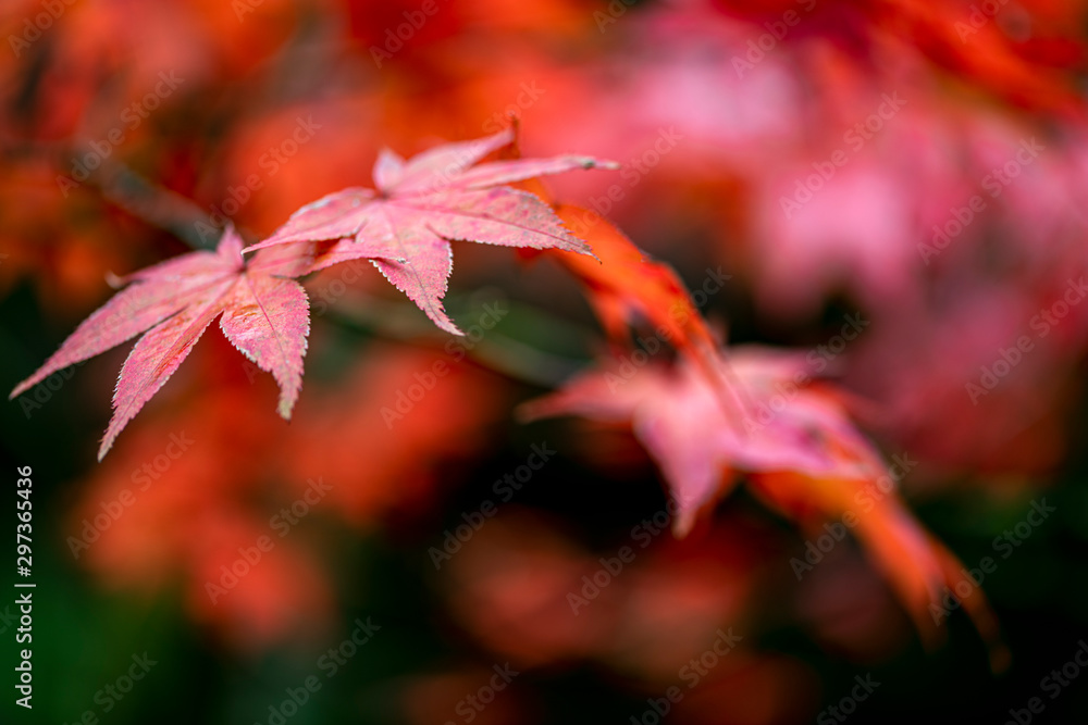 Japanese maple red leafs against a blur background of the maple tree in the autumn season Japanese maple red leafs against a blur background of the maple tree in the autumn season