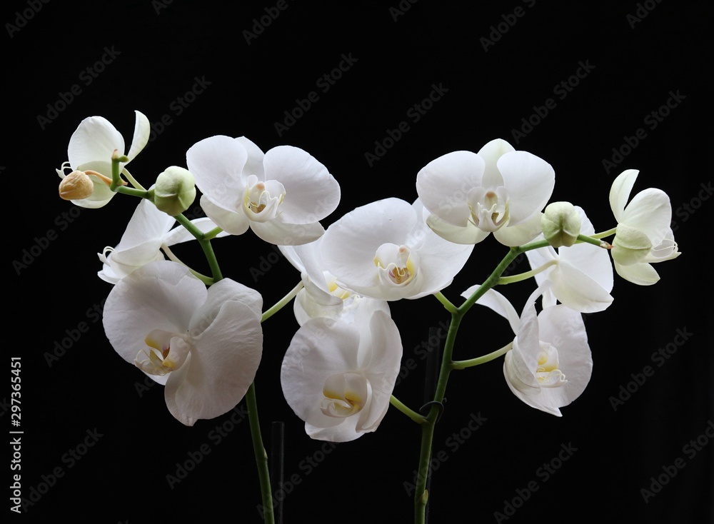 Obraz premium A cluster of white phalaenopsis orchids with black background