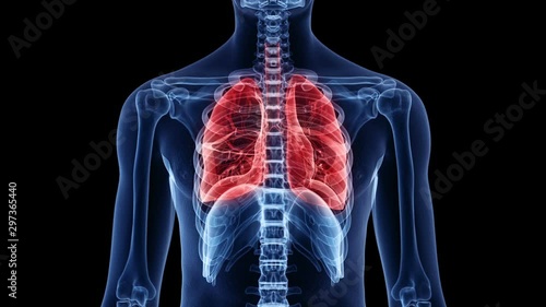 Human lungs inflating and deflating against a black background, animation. photo