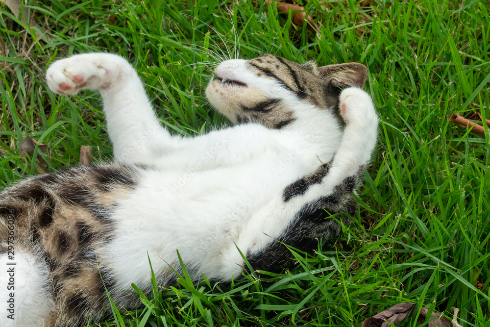 cat rolling on the grass