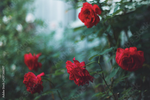 Selective focus of red roses photo