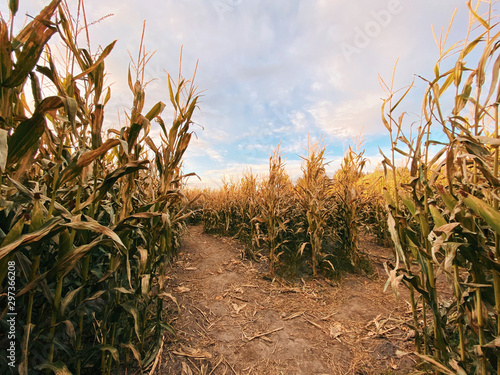 View of corn field