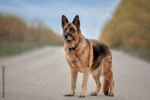 portrait of old female german shepherd dog standing on the road in daytime in autumn