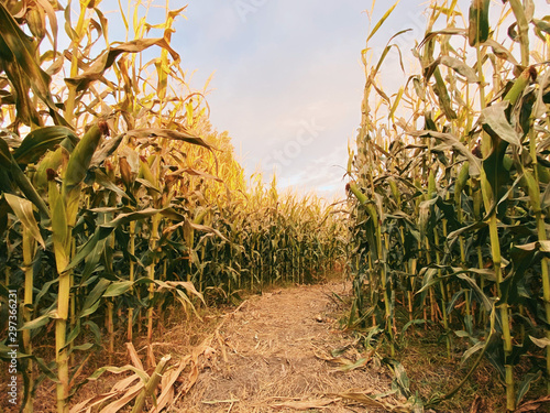 Pathway in maize field photo
