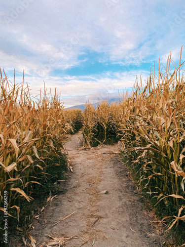 Path in corn field