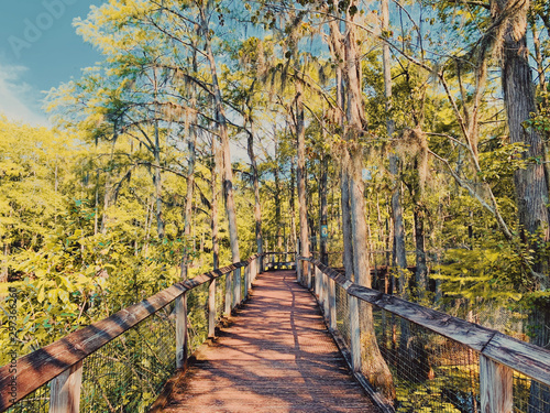 Bridge in forest