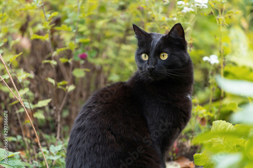 Bombay black cat with insight look portrait close up. Outdoors, nature 