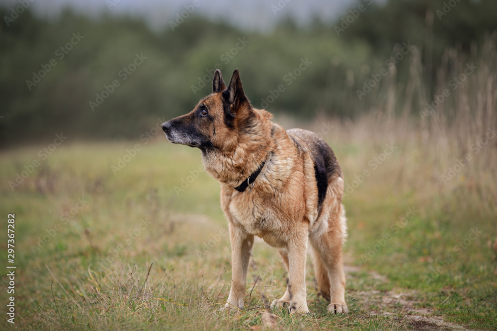 portrait of old female german shepherd dog standing in field in daytime in autumn on forest background